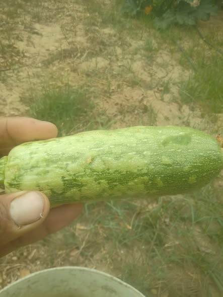 عندي الكوسه كده ماهيا الاصابه ممكن اعرف اعالج ده ازاي